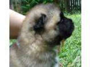 Akita Puppy for sale in SOUTH ELGIN, IL, USA