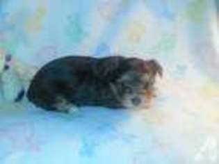 Yorkshire Terrier Puppy for sale in MILWAUKEE, WI, USA