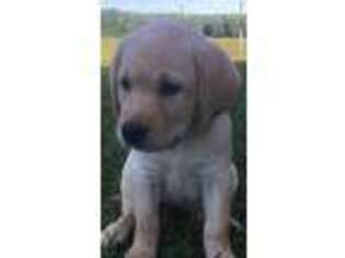 Labrador Retriever Puppy for sale in Lamar, MO, USA