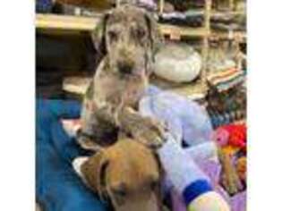 Great Dane Puppy for sale in Elk Grove, CA, USA