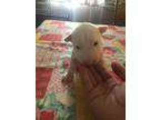 Bull Terrier Puppy for sale in Bagdad, AZ, USA