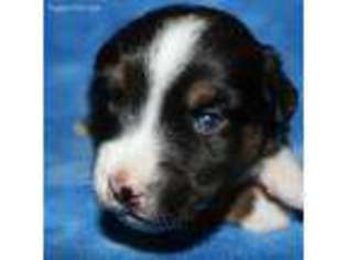 Miniature Australian Shepherd Puppy for sale in Godley, TX, USA