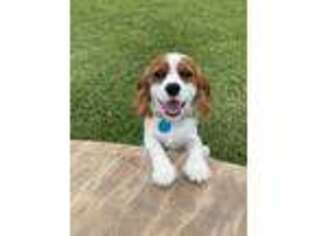 Cavalier King Charles Spaniel Puppy for sale in Richmond, TX, USA