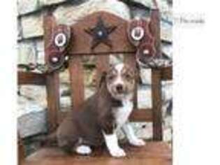 Border Collie Puppy for sale in Fort Worth, TX, USA