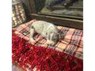 Great Dane Puppy for sale in Martin, TN, USA