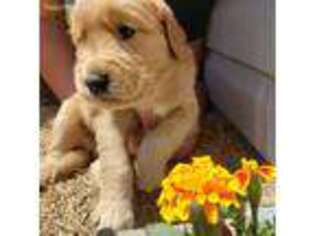 Golden Retriever Puppy for sale in Lincoln, NE, USA