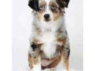 Miniature Australian Shepherd Puppy for sale in Walnut Creek, CA, USA