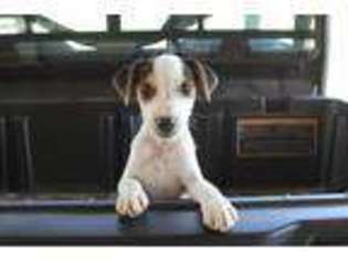 Jack Russell Terrier Puppy for sale in Honey Grove, TX, USA
