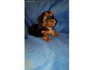 Yorkshire Terrier Puppy for sale in Rutland, IL, USA
