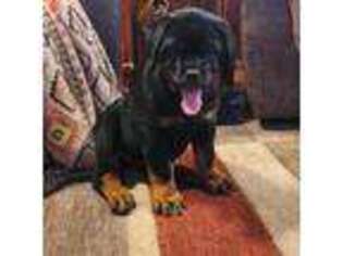 Rottweiler Puppy for sale in Sarcoxie, MO, USA