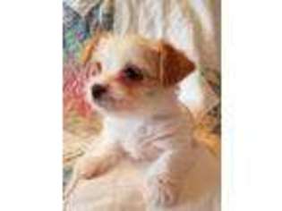 Yorkshire Terrier Puppy for sale in Ten Mile, TN, USA