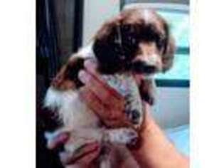 Dachshund Puppy for sale in Colon, MI, USA