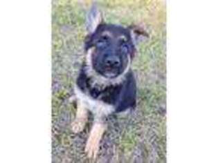 German Shepherd Dog Puppy for sale in Hinesville, GA, USA