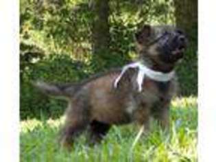 German Shepherd Dog Puppy for sale in Danville, KY, USA