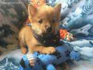 Shiba Inu Puppy for sale in Arcadia, IA, USA