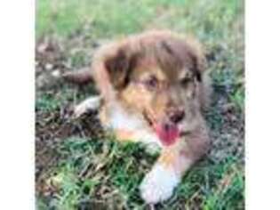 Australian Shepherd Puppy for sale in Cushing, OK, USA