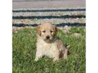 Mutt Puppy for sale in West Point, IA, USA