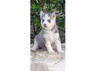 Siberian Husky Puppy for sale in Victoria, TX, USA