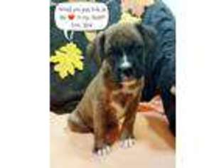 Boxer Puppy for sale in Dublin, TX, USA