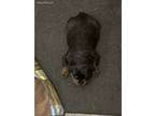 Rottweiler Puppy for sale in Nashville, NC, USA