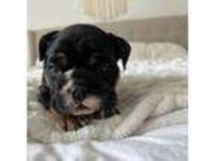Bulldog Puppy for sale in Murrieta, CA, USA