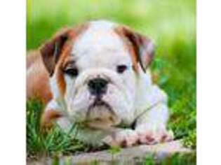 Bulldog Puppy for sale in Fort Wayne, IN, USA