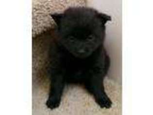 Pomeranian Puppy for sale in Sachse, TX, USA