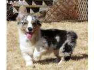 29 Best Pictures Corgi Puppies For Sale Colorado / Akc Pembroke Welsh Corgi Female For Sale In Denver Colorado Classified Americanlisted Com