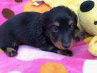 Dachshund Puppy for sale in Searcy, AR, USA