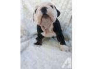 Bulldog Puppy for sale in NORWALK, CA, USA