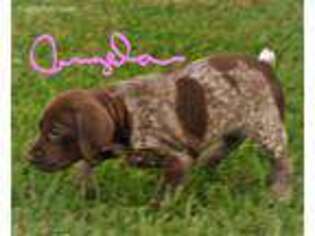 German Shorthaired Pointer Puppy for sale in Kissimmee, FL, USA