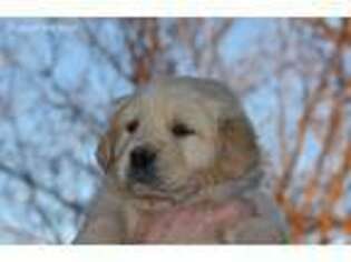 Golden Retriever Puppy for sale in Darrouzett, TX, USA