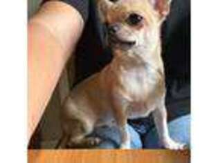 Chihuahua Puppy for sale in Port Orange, FL, USA