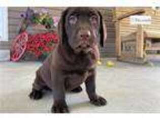 Labrador Retriever Puppy for sale in Evansville, IN, USA