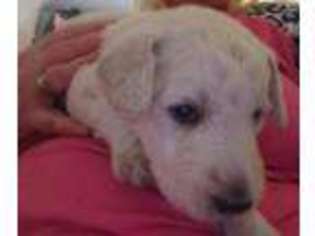 Labradoodle Puppy for sale in Rotherham, South Yorkshire (England), United Kingdom