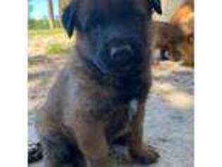 Belgian Malinois Puppy for sale in Taylorsville, MS, USA