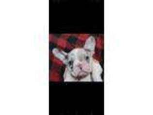 French Bulldog Puppy for sale in Lumberton, MS, USA