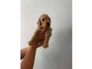Goldendoodle Puppy for sale in Thomaston, GA, USA
