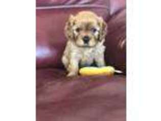 Cavalier King Charles Spaniel Puppy for sale in Meridian, ID, USA