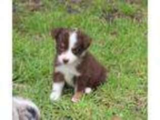Australian Shepherd Puppy for sale in Wilmington, NC, USA