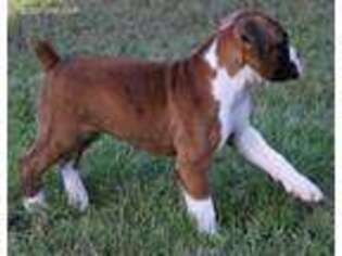 Boxer Puppy for sale in Mountain Home, AR, USA