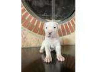 Dogo Argentino Puppy for sale in Palmerton, PA, USA