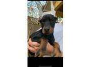 Doberman Pinscher Puppy for sale in Murfreesboro, TN, USA