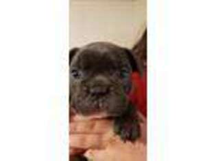 French Bulldog Puppy for sale in Heber Springs, AR, USA
