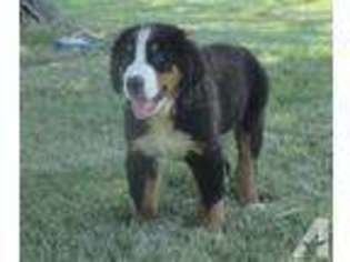 Bernese Mountain Dog Puppy for sale in SALEM, IA, USA