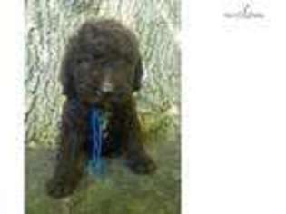 Labradoodle Puppy for sale in Nashville, TN, USA