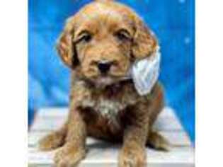 Goldendoodle Puppy for sale in Columbus, MT, USA