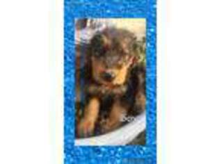 Airedale Terrier Puppy for sale in Shelocta, PA, USA
