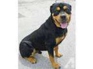 Rottweiler Puppy for sale in STOW, MA, USA