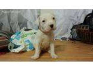 Dogo Argentino Puppy for sale in Mission, TX, USA